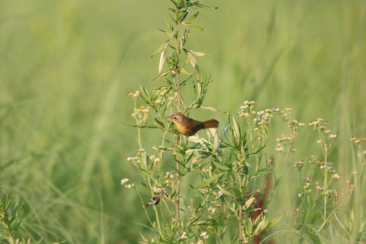 Weidengelbkehlchen - ML168256051