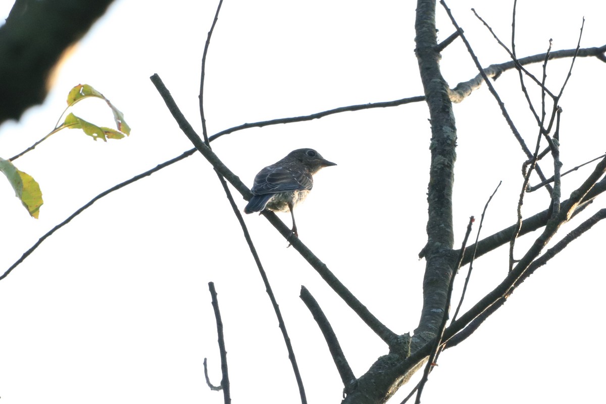 Eastern Bluebird - ML168256461