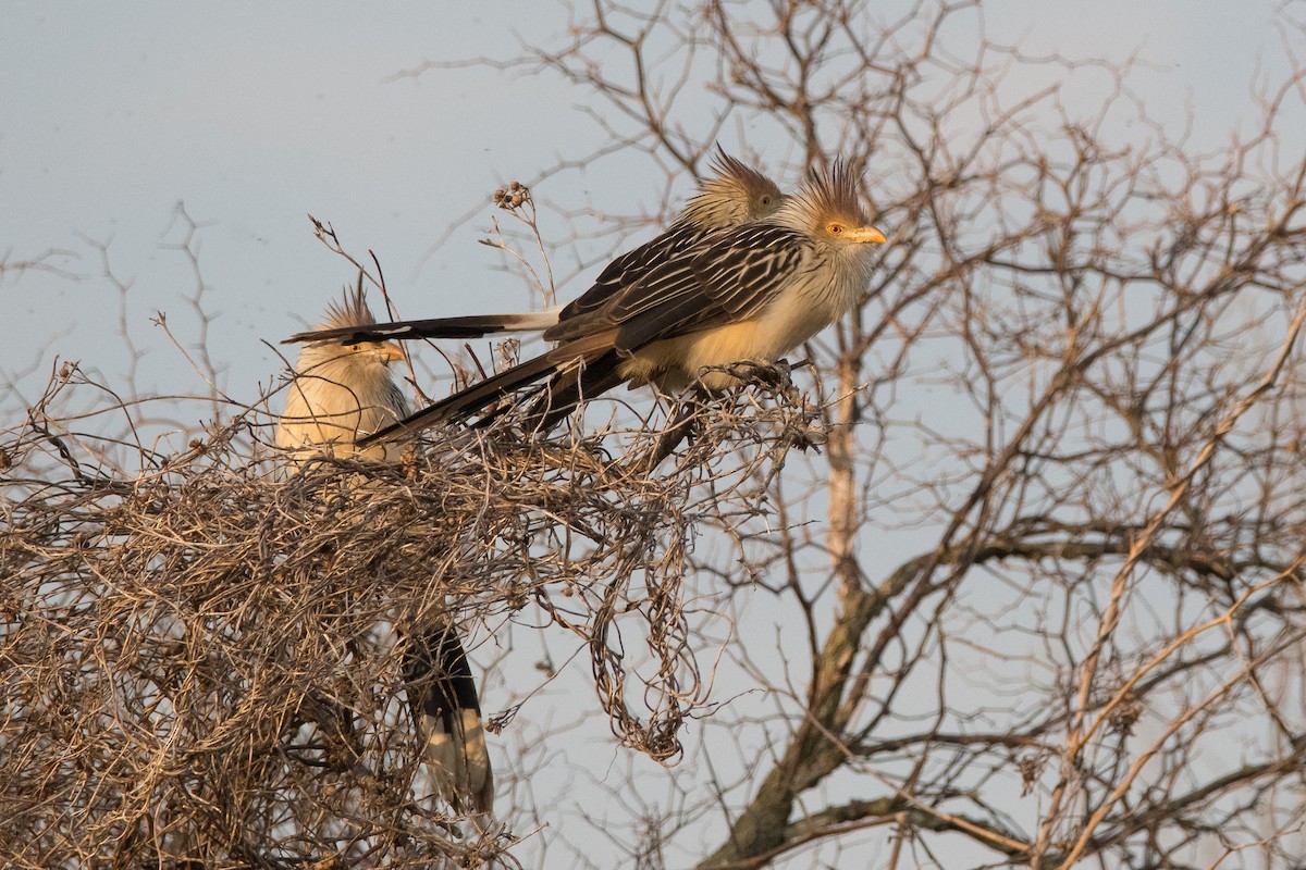 Guira Cuckoo - ML168256501