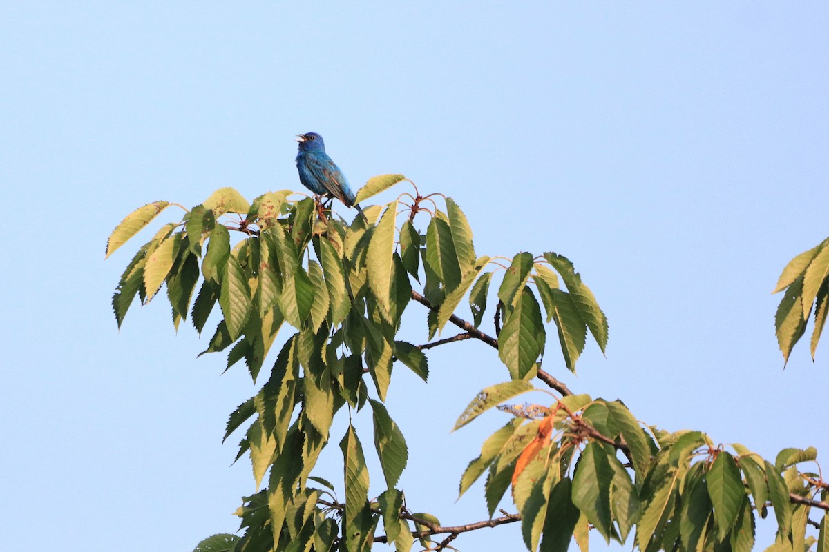 Passerin indigo - ML168257061