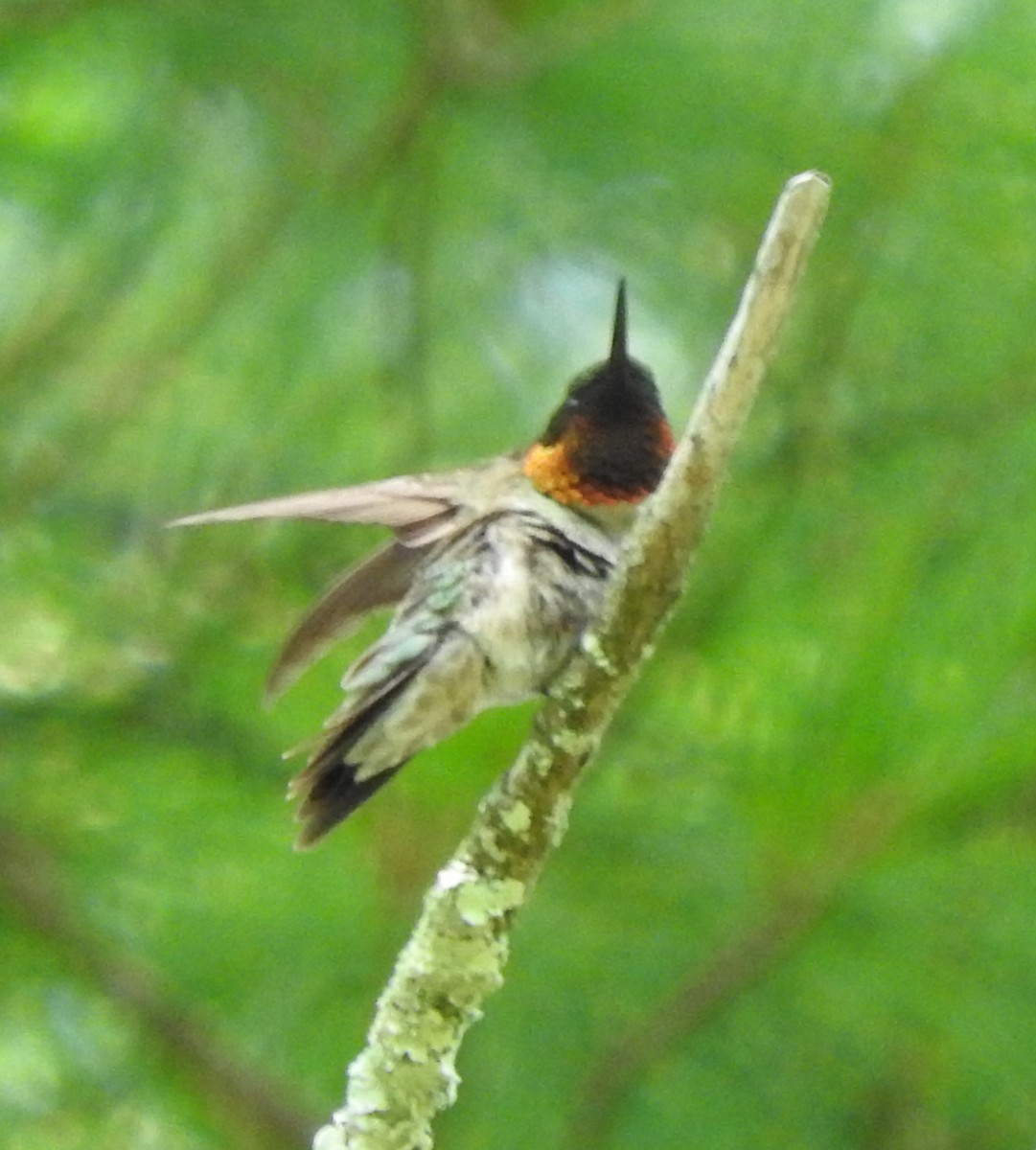 Ruby-throated Hummingbird - ML168257871