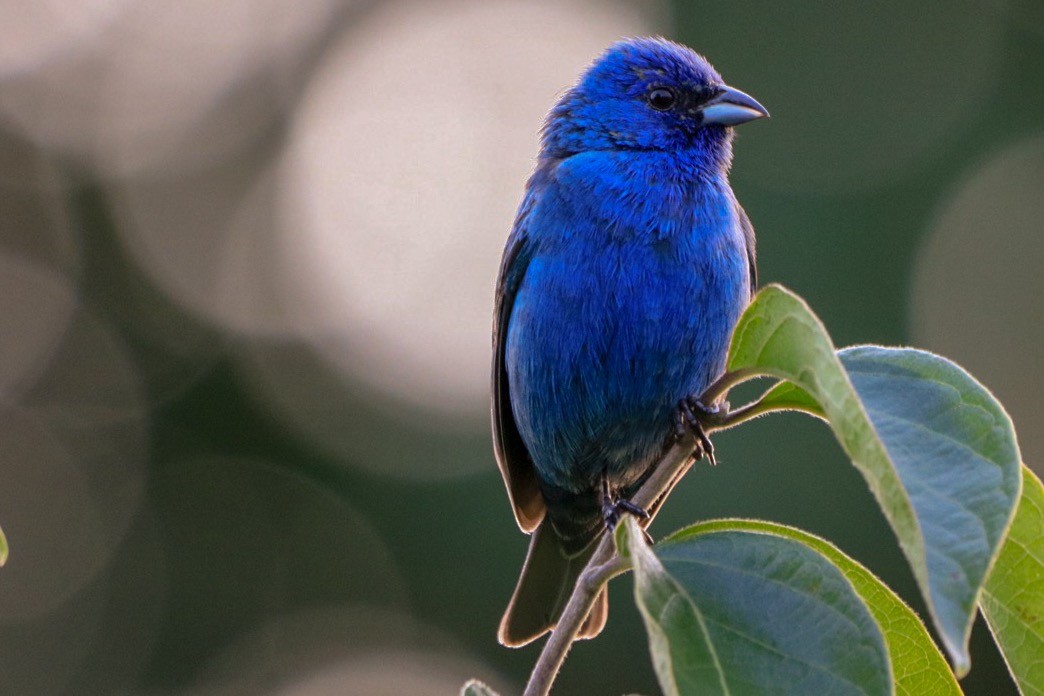 Indigo Bunting - ML168258511