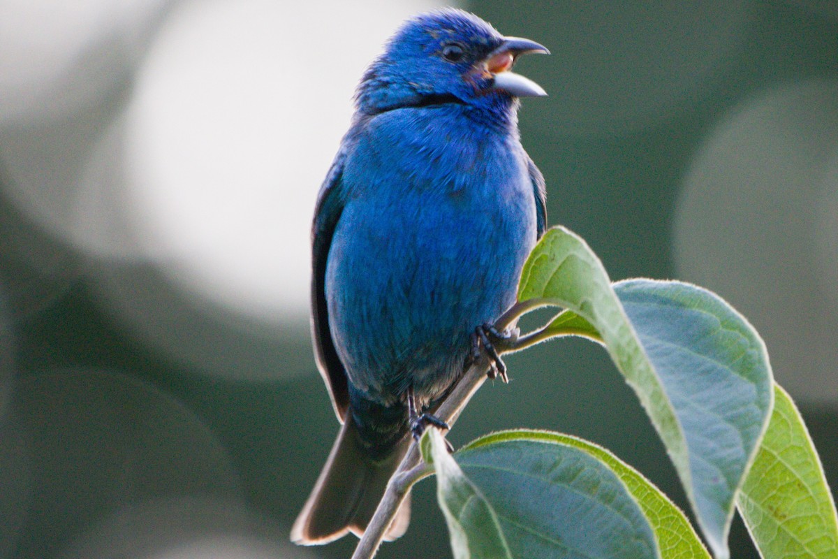 Indigo Bunting - ML168258541