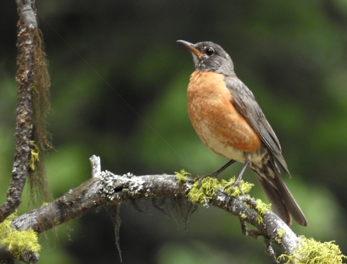 American Robin - Mark  Ludwick