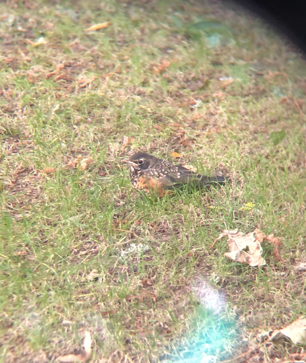 American Robin - ML168258851