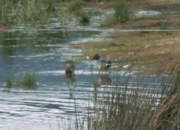 Green-winged Teal (Eurasian) - Sue Riffe