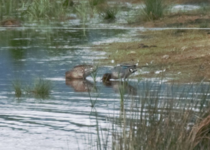 Green-winged Teal (Eurasian) - Sue Riffe