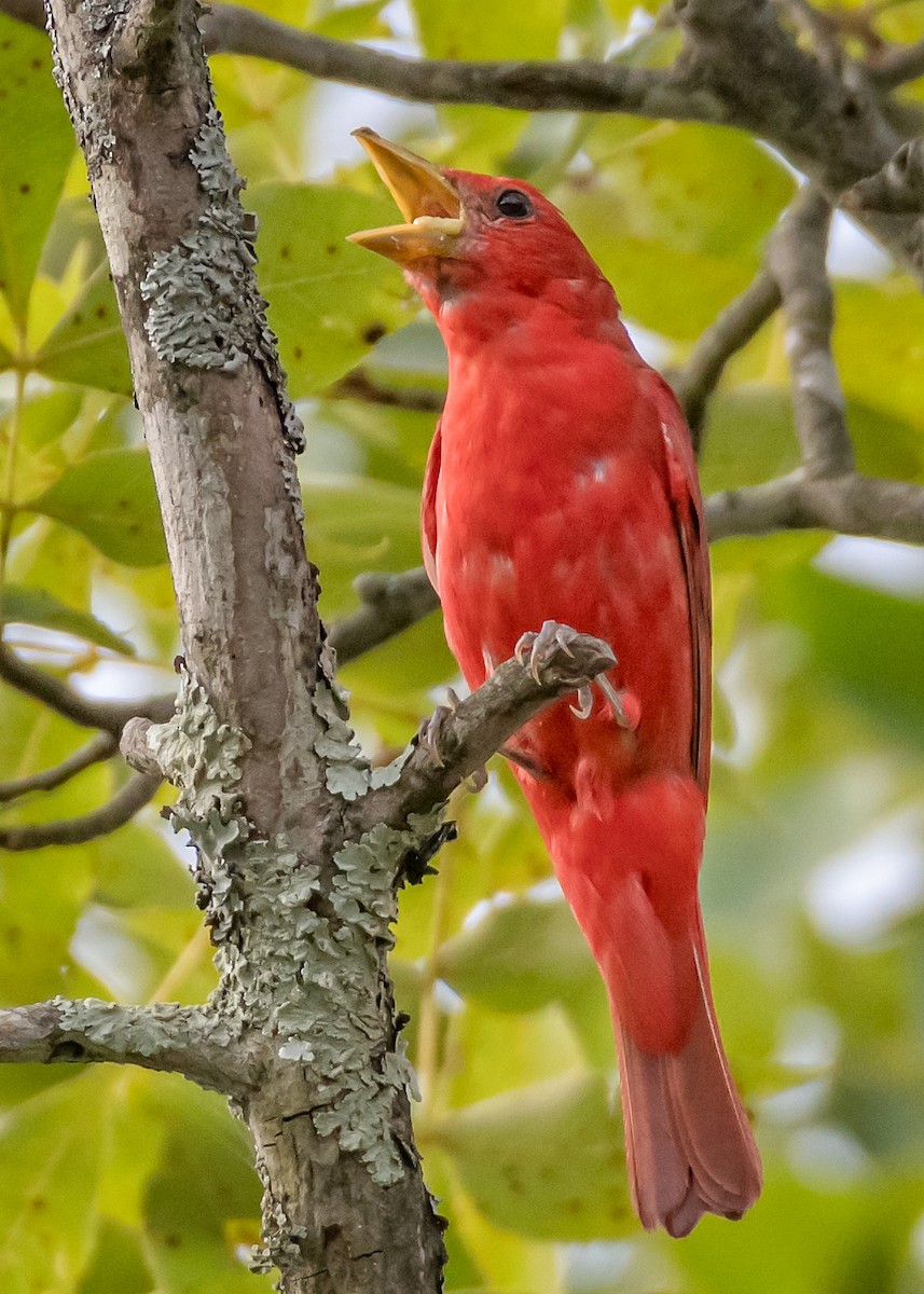 Summer Tanager - Rick Wilhoit