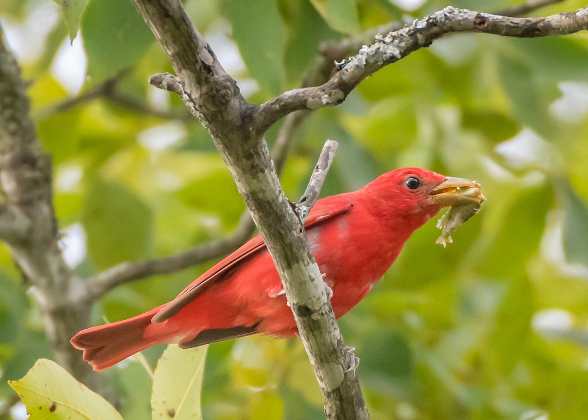 Summer Tanager - ML168262361