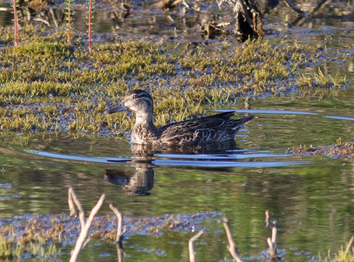 Garganey - ML168262611