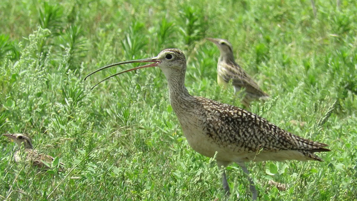 Long-billed Curlew - Paul Timm