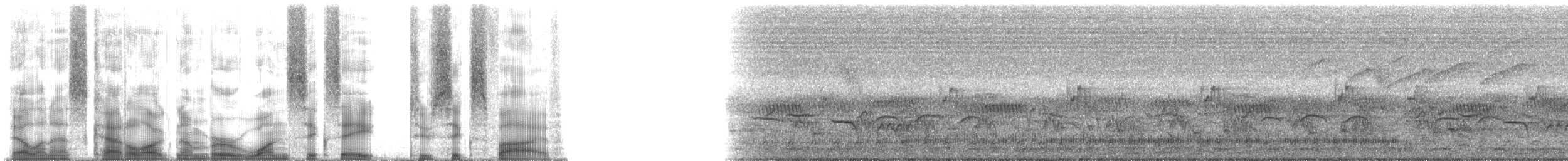 vousáček chocholatý - ML168265