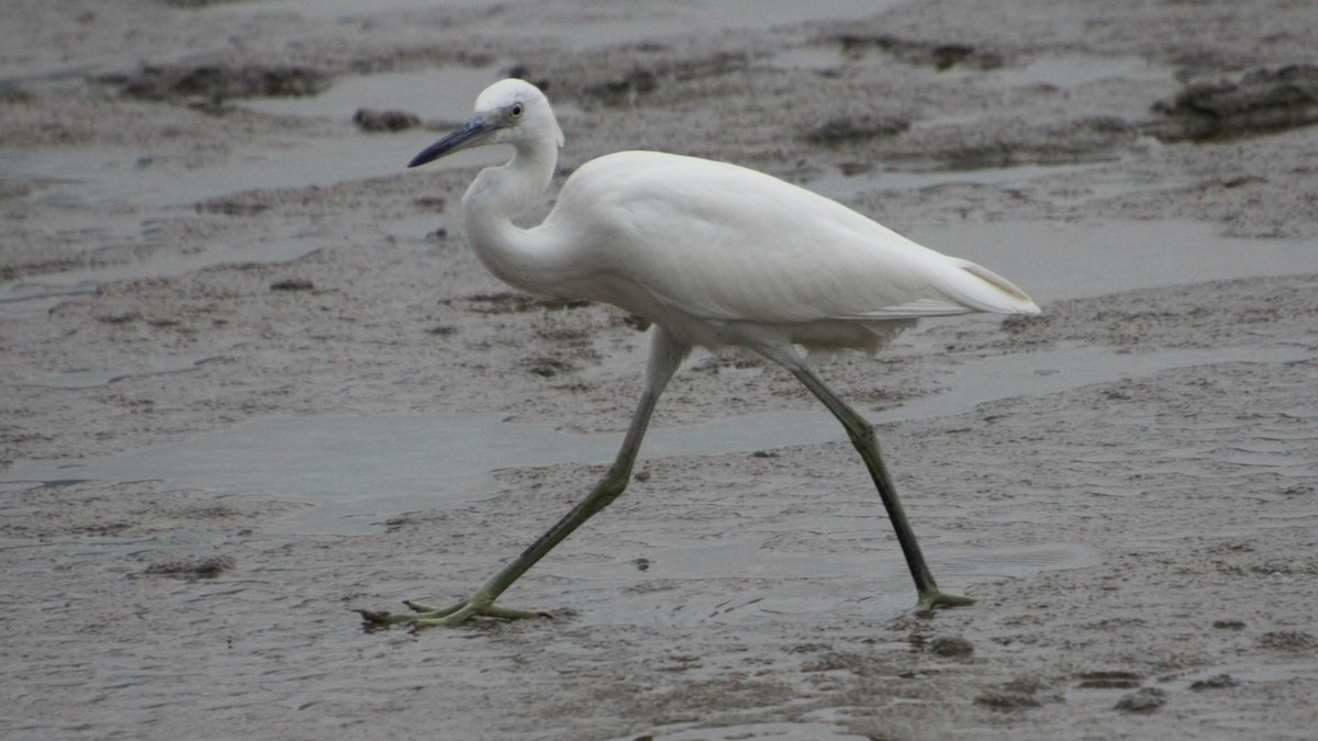 Chinese Egret - Rick Folkening