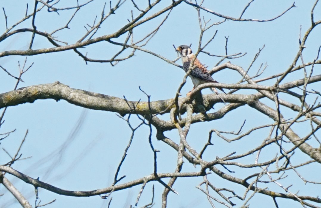 American Kestrel - ML168266551