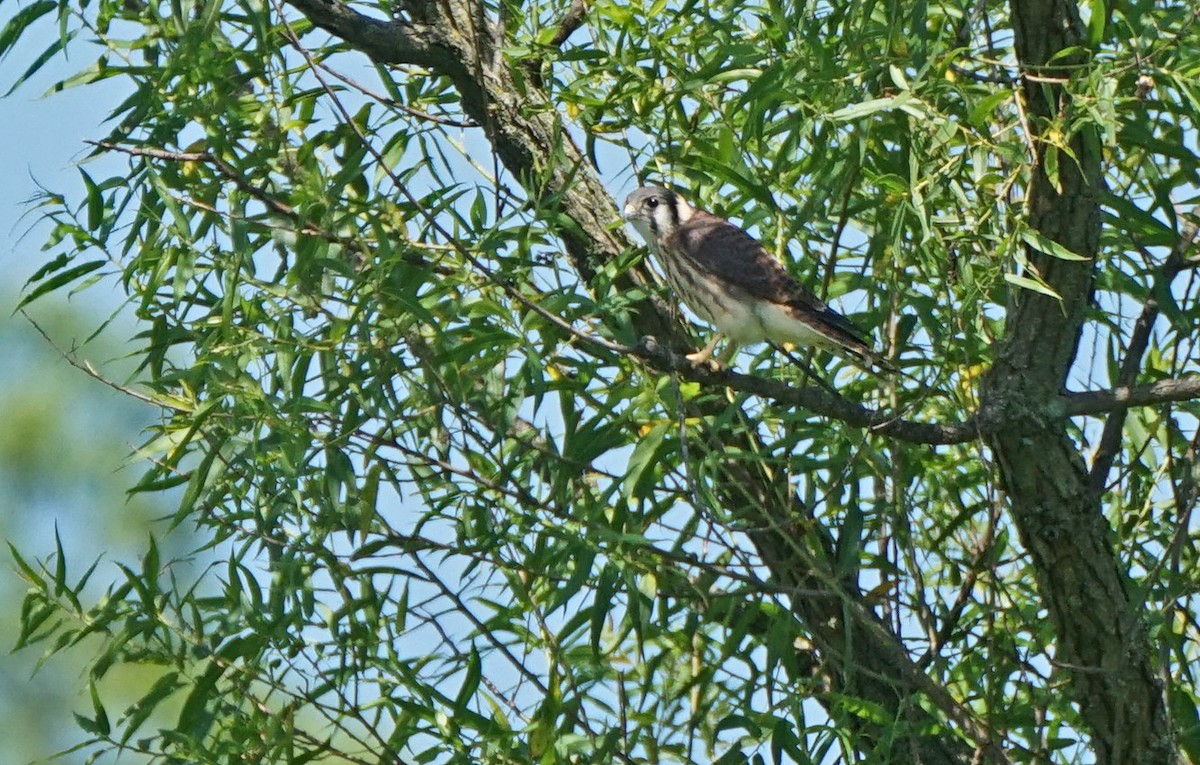 American Kestrel - ML168266611