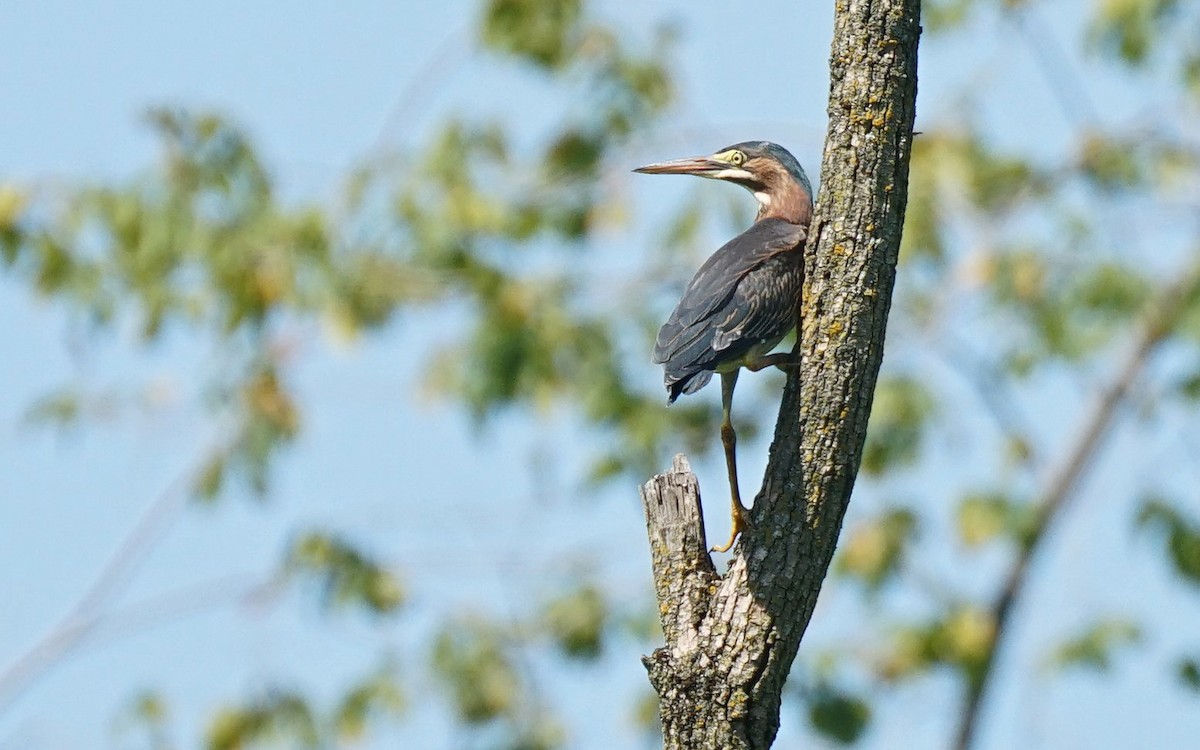 Green Heron - John Daniel