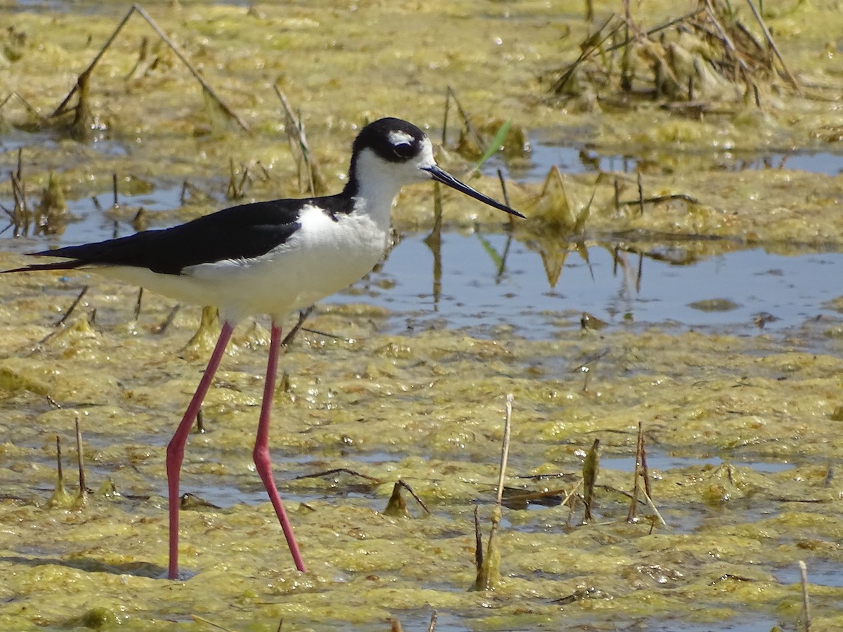 Black-necked Stilt (Black-necked) - ML168268381