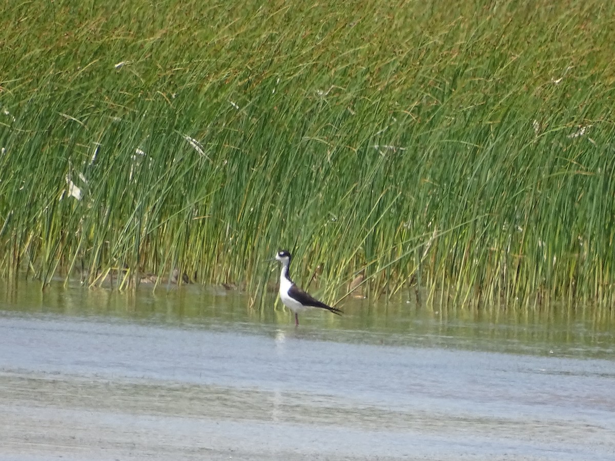 Black-necked Stilt (Black-necked) - ML168269871