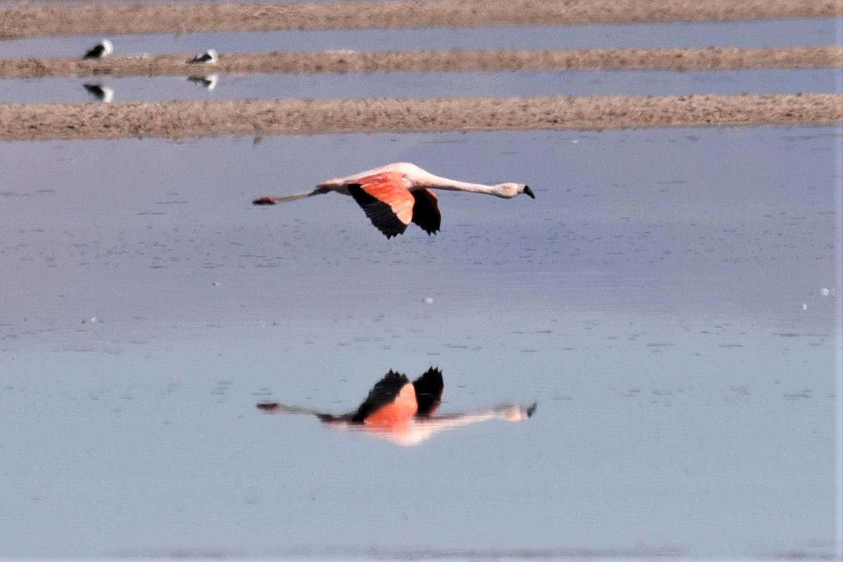 Şili Flamingosu - ML168271041