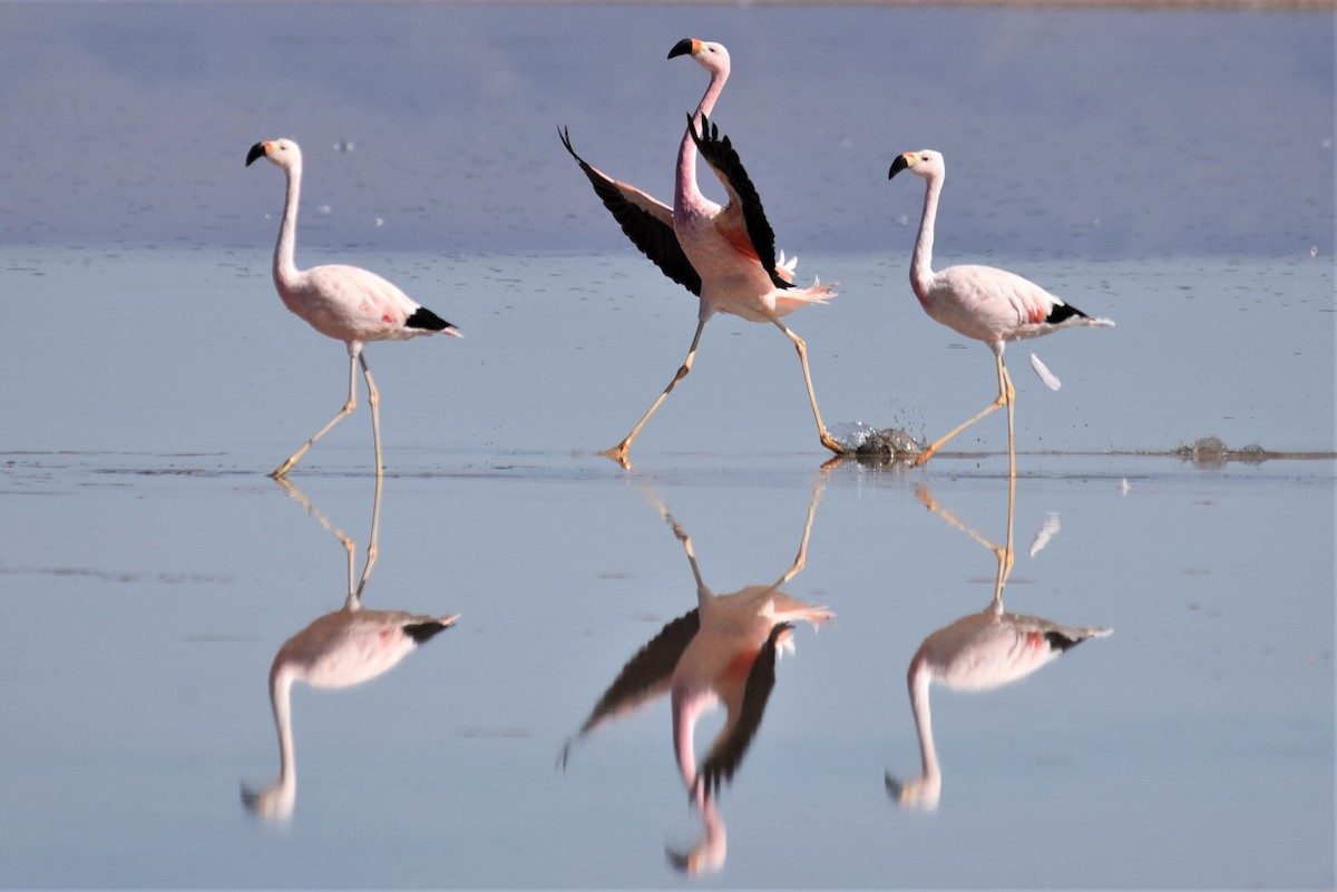 Andean Flamingo - Bruce Mast