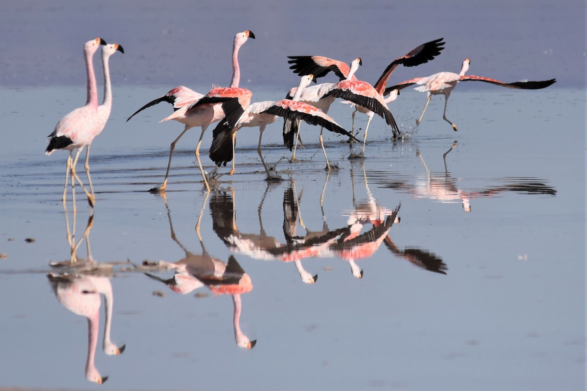 Andean Flamingo - ML168271181