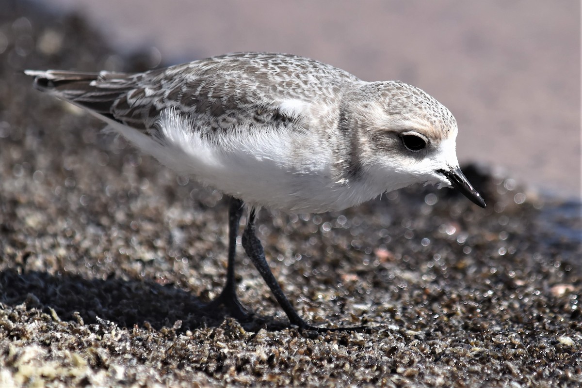 Puna Plover - ML168271261