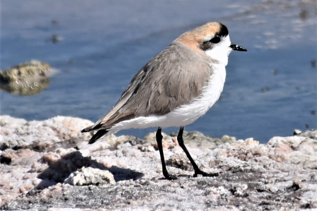 Puna Plover - ML168271291