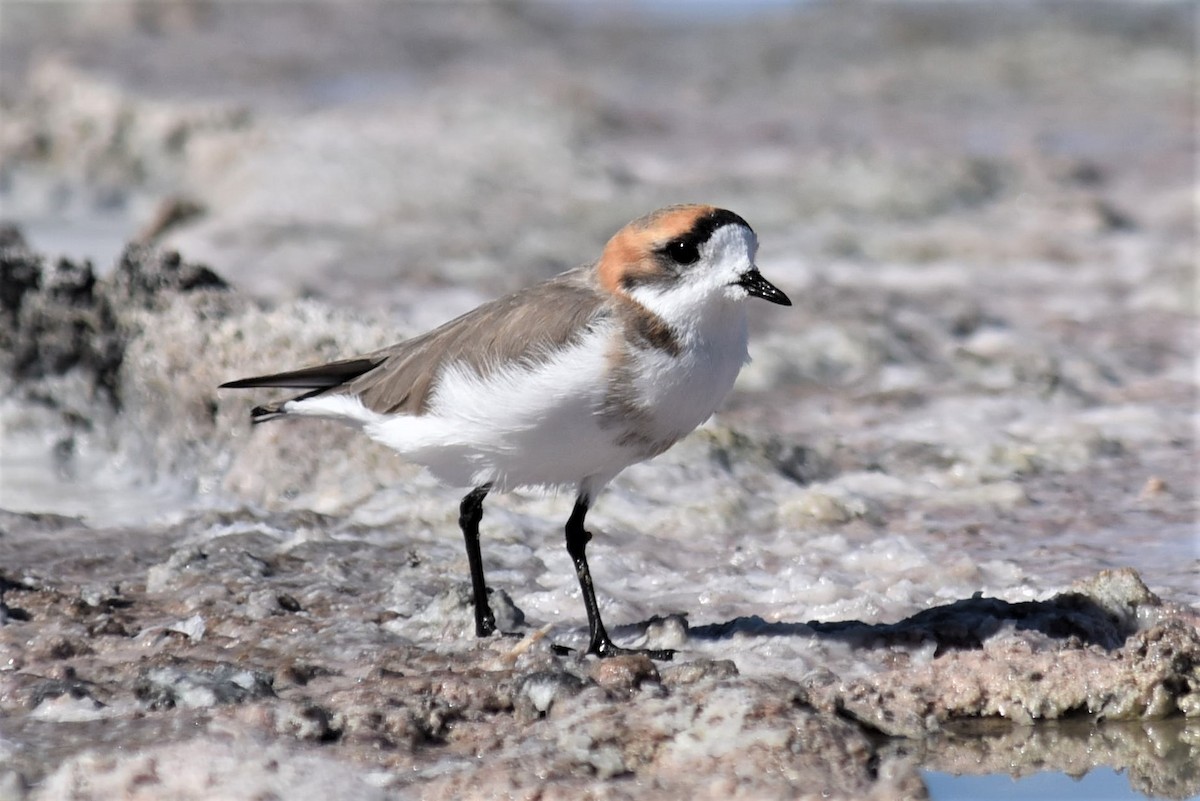 Puna Plover - ML168271301