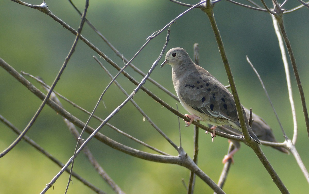 Plain-breasted Ground Dove - ML168271401