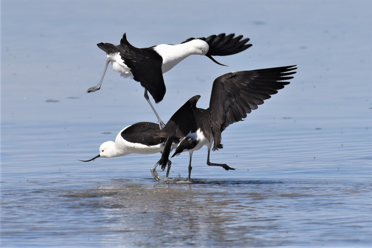 Andean Avocet - Bruce Mast