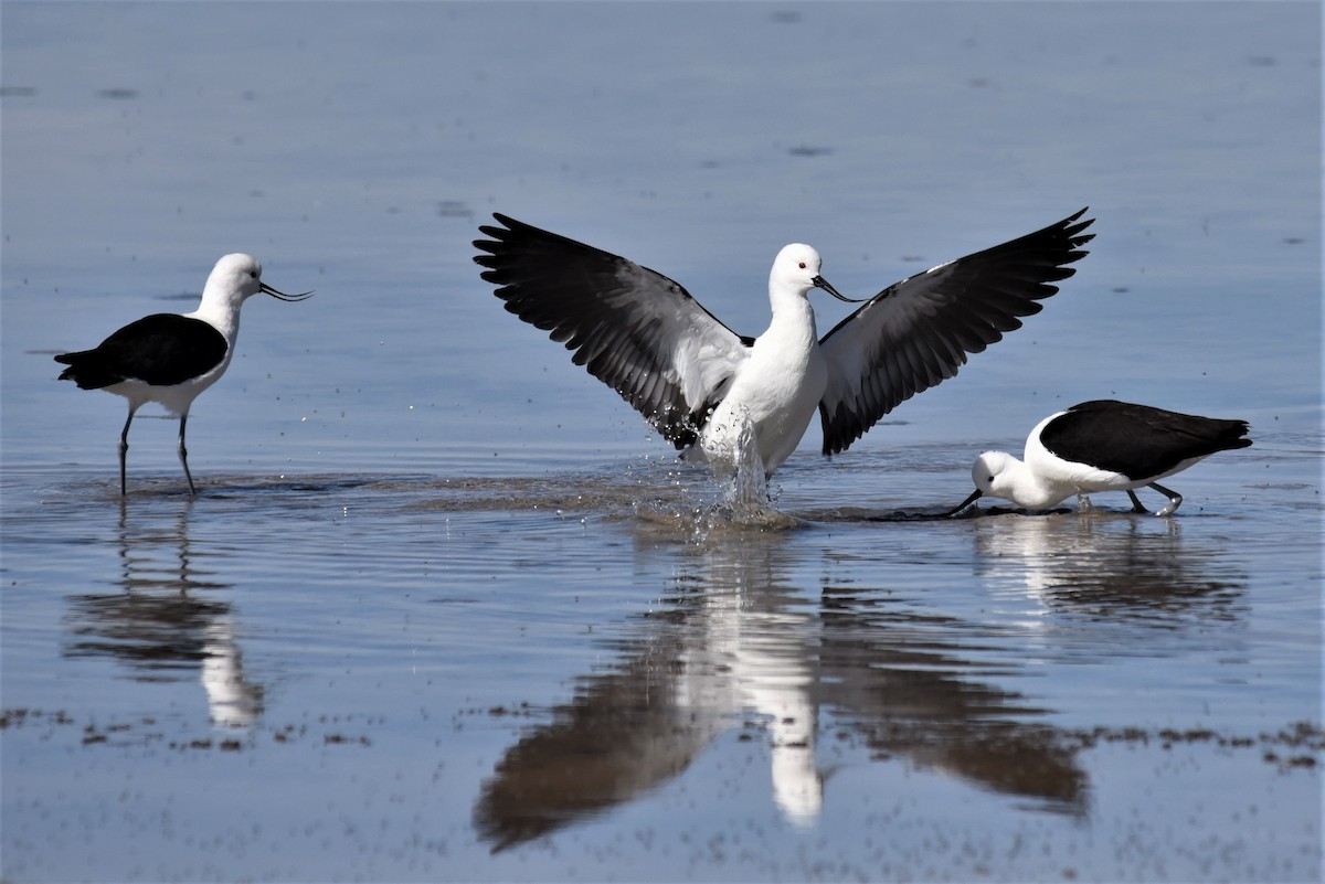 Avocette des Andes - ML168271541