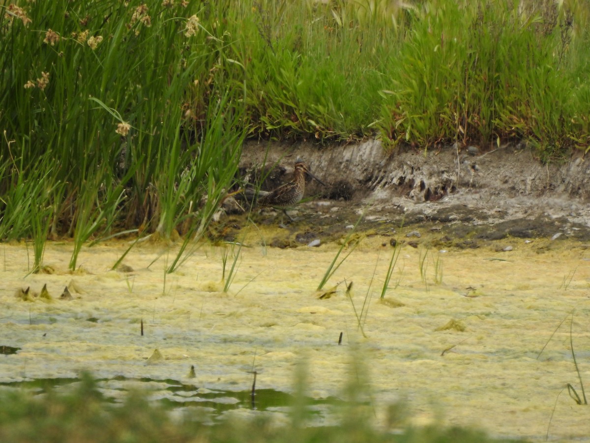 Wilson's Snipe - ML168273701