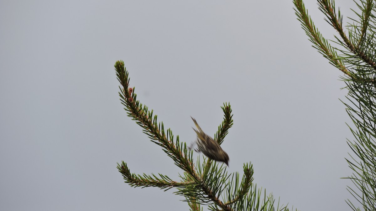 Pine Siskin - ML168274121