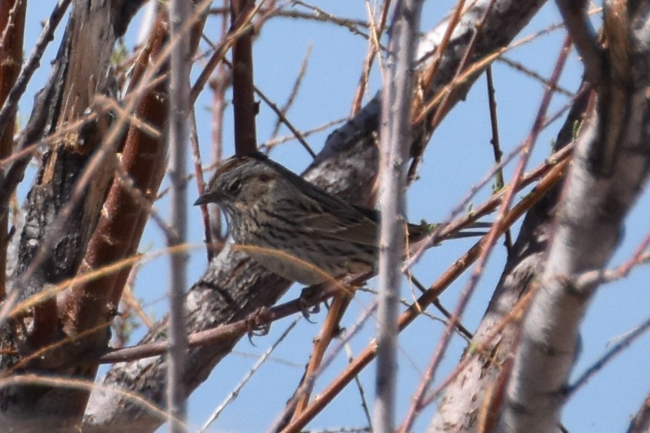 Lincoln's Sparrow - ML168274301