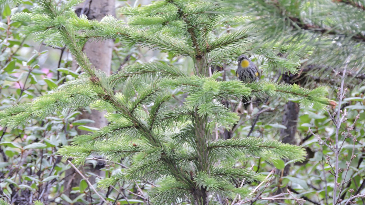 Yellow-rumped Warbler (Audubon's) - Charlene van de Kamp