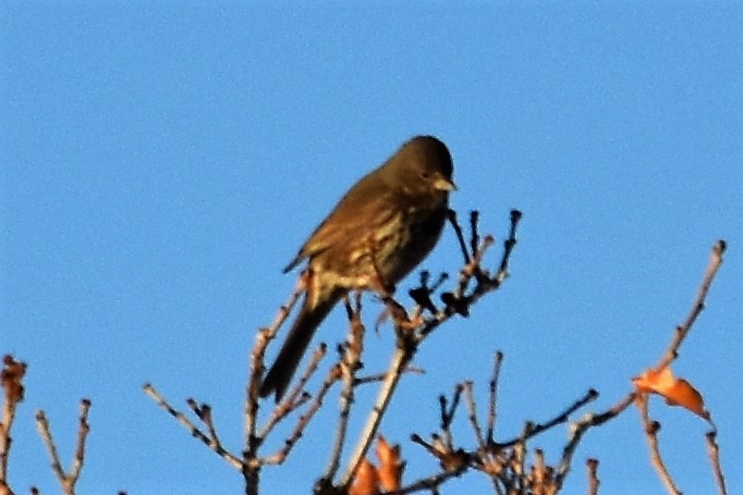 Fox Sparrow (Slate-colored) - ML168274981