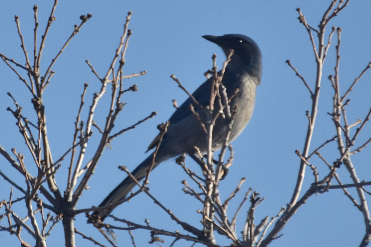 Woodhouse's Scrub-Jay - ML168275171