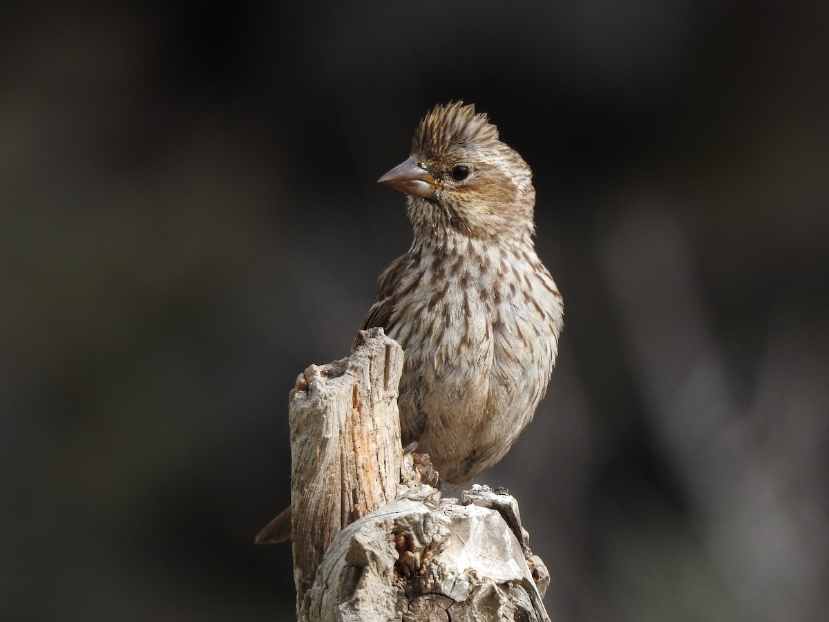 Cassin's Finch - Tom Myers