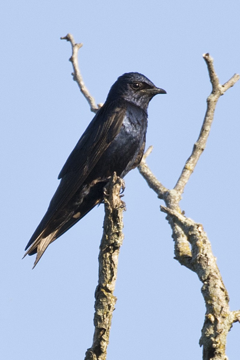 Purple Martin - Ernst Mutchnick