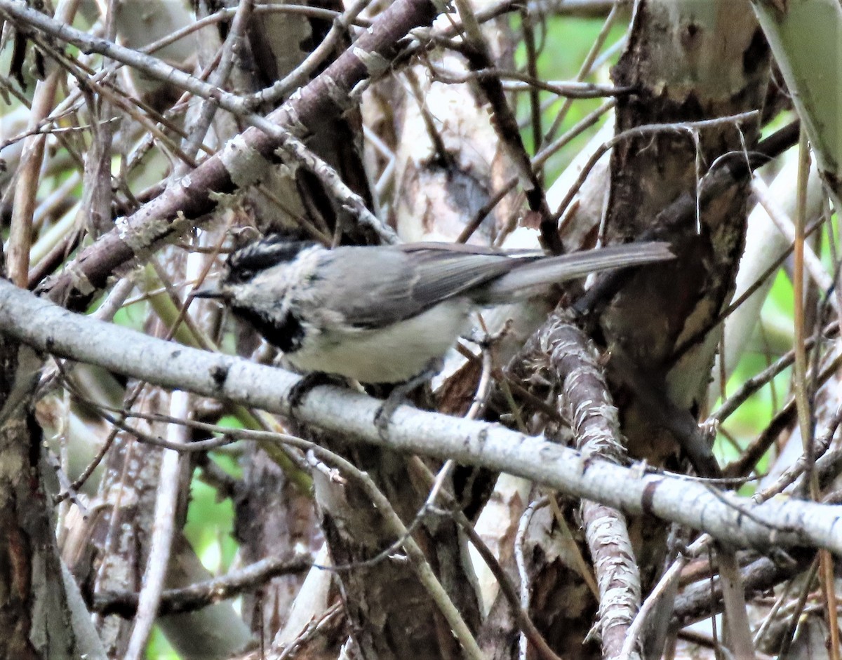 Mountain Chickadee - Jan Thom