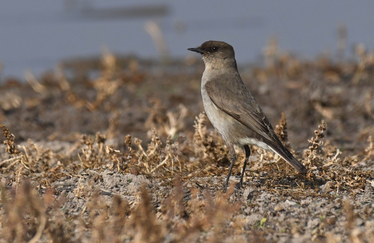 Dark-faced Ground-Tyrant - ML168277661