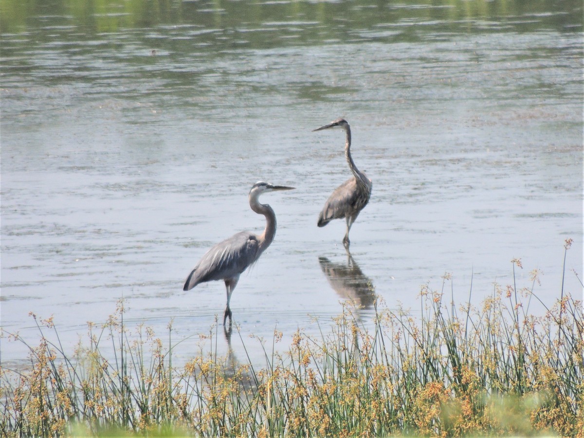 Great Blue Heron - Paul Zeller