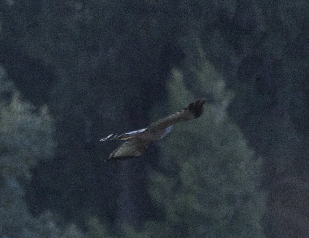 Spotted Harrier - ML168282351
