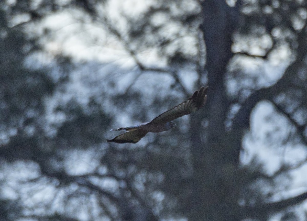 Spotted Harrier - ML168282361