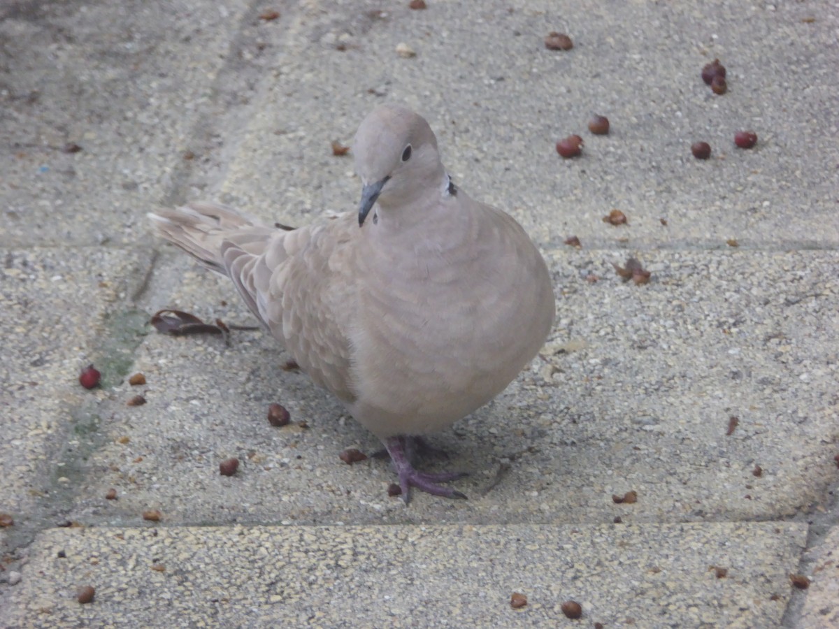 Eurasian Collared-Dove - Michelle Sopoliga