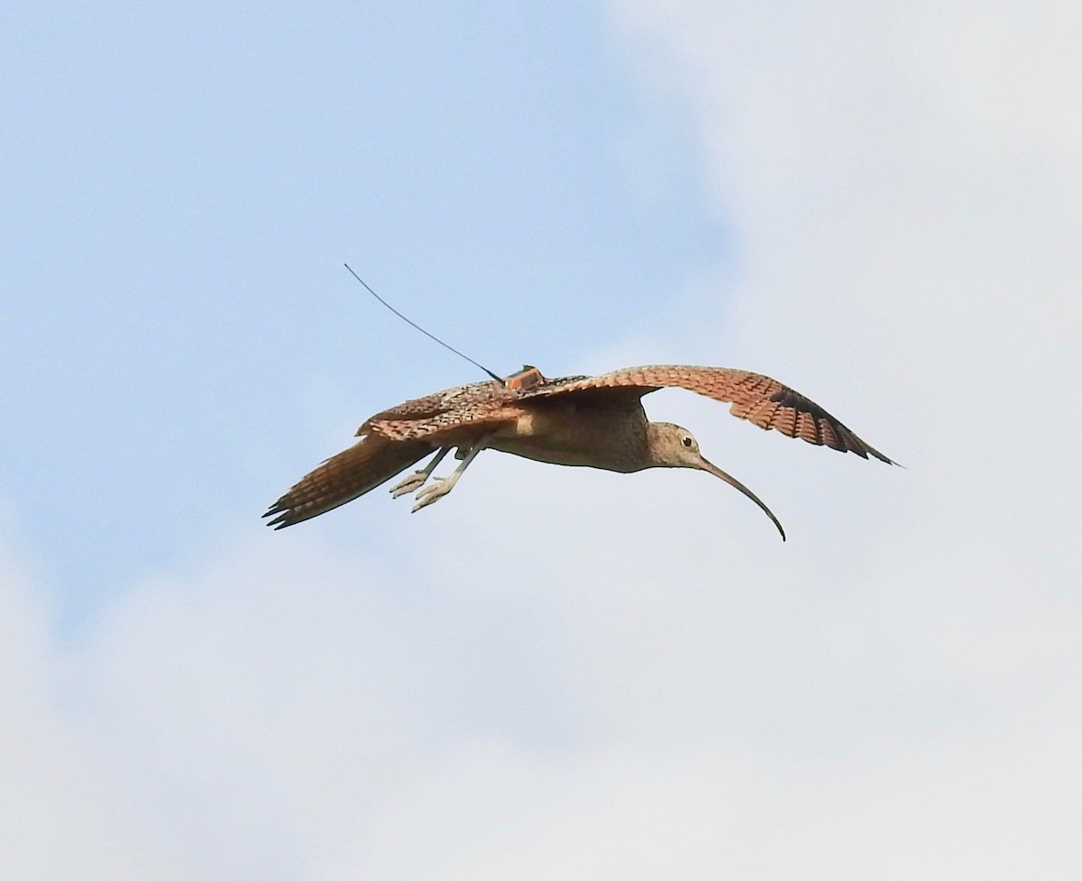 Long-billed Curlew - ML168284801