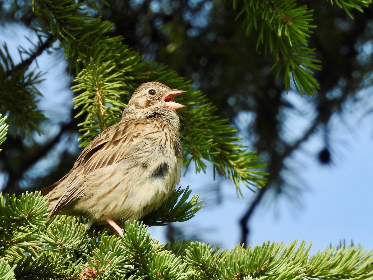 Vesper Sparrow - ML168284831