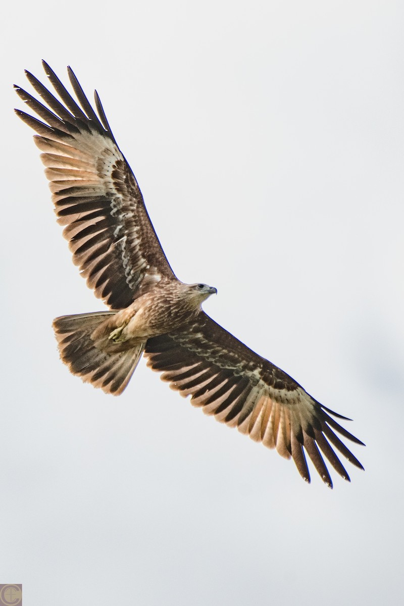 Brahminy Kite - ML168287371