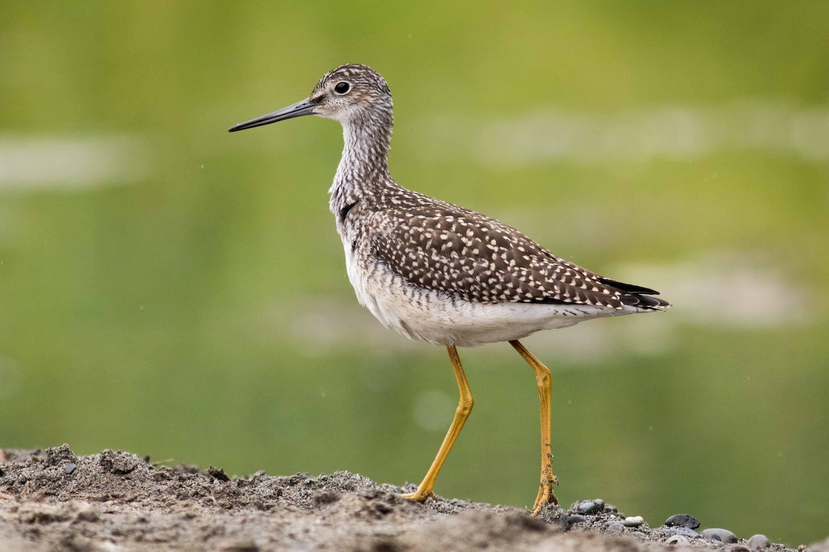 Greater Yellowlegs - August Davidson-Onsgard