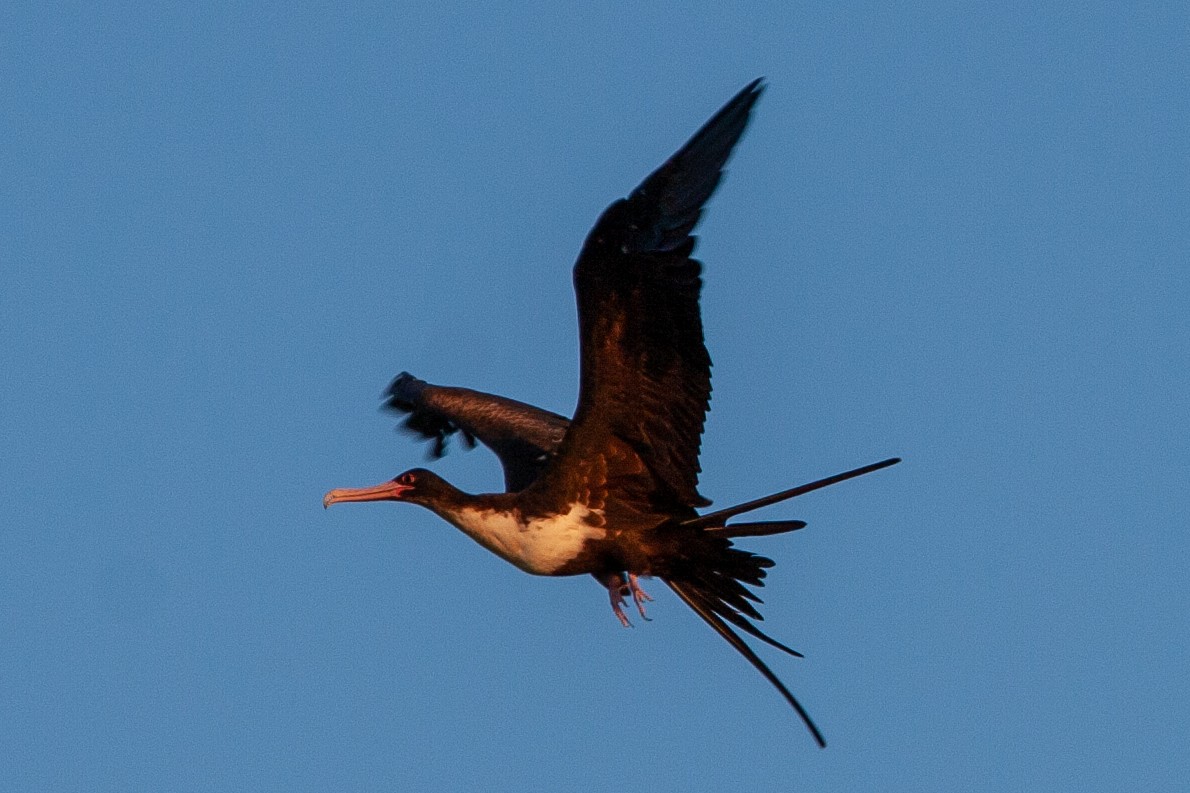 Great Frigatebird - ML168288461